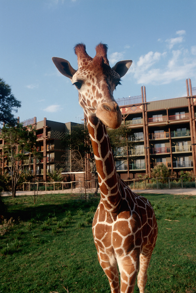 Disney's Animal Kingdom Lodge Giraffe image